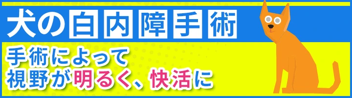 犬の白内障手術