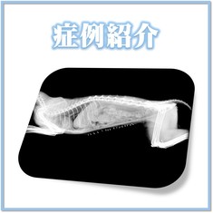症例紹介