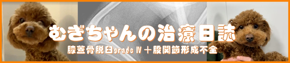 むぎちゃんの治療日誌