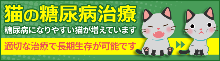 猫の糖尿病治療